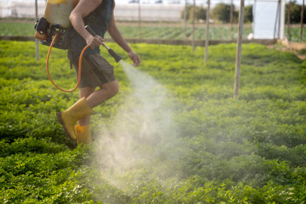 Insect Control in Hauser, ID