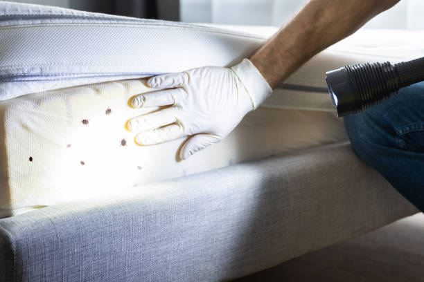 Best Emergency Pest Control  in Hauser, ID