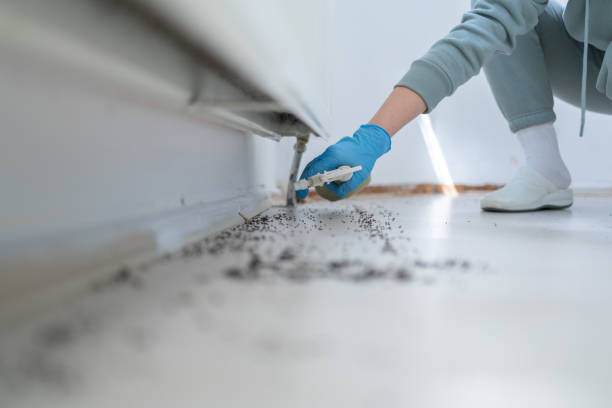 Trusted Hauser, ID Pest Control Experts